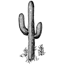 Black And White Cactus Drawing Saguaro 58h Cactus Tattoo Cactus Tattoo Small Desert Tattoo