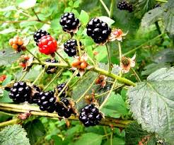 What is the minimum amount of time to soak the berries. Is It Safe To Eat Wild Blackberries