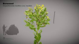 Image result for Chrysanthemoides monilifera