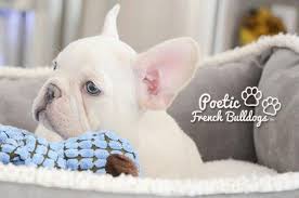 The frenchie makes a great family pet! Poetic French Bulldog S Blue Eyes Full Akc Platinum Blue Male Puppy For Sale In Pompano Beach Florida Classified Americanlisted Com