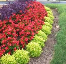 This Is It Purple Heart Begonia Alternanthera Sommelier Chardonnay Joseph S Coat Lime Gree Front Landscaping Front Yard Landscaping Backyard Landscaping