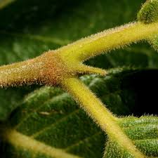 Image result for Vangueria ferruginea