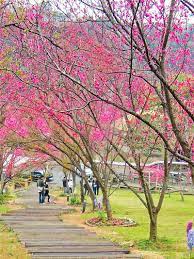pin by flowers in heart on cherry blossoms cherry blossom tree blossom