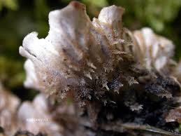 Image result for Landolphia rufescens