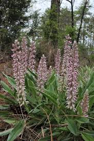 Image result for Landolphia villosa