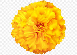 They're also known as wild flowers and species vary from state to state. Yellow Image Orange Color Flower Png 600x589px Yellow Calendula Chrysanthemum Color Cut Flowers Download Free