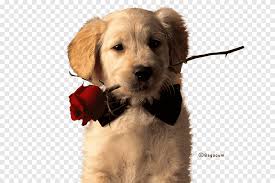Golden Retriever Puppy Labrador Retriever Dachshund Siberian Husky Golden Retriever Animals Carnivoran Png Pngegg