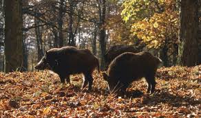 La caccia invernale al cinghiale è autorizzata nei seguenti giorni: Cinghiali In Sardegna Invasione Ad Alghero Caccia Passione