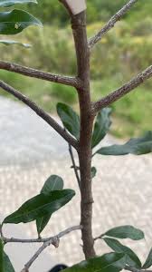 Image result for Ochna pretoriensis