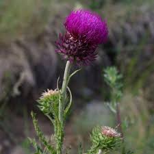 Image result for Carduus nyassanus