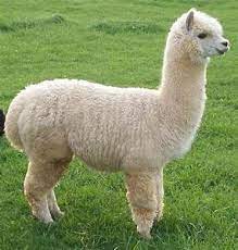 Un Alpaga Ou Un Alpaca J Aime Les Mots