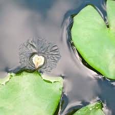 Pin By Karen Uribe On Love Heart In Nature Love Is An Action Mother Nature