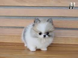 Some miniature husky puppies for sale may be shipped worldwide and include crate and veterinarian checkup. Teacup Pomeranian Husky Mix Want Cute Baby Animals Cute Animals Animals