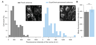 Animal cell and tissue preservation. High Quality Ultrastructural Preservation Using Cryofixation For 3d Electron Microscopy Of Genetically Labeled Tissues Elife