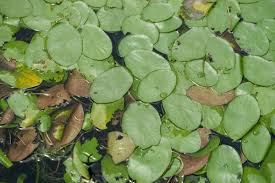 Image result for Brasenia