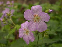 Image result for Geraniaceae