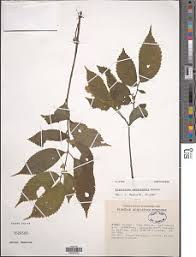 Image result for Elatostema welwitschii