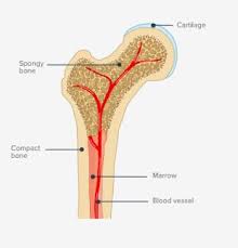 It consists of a network of thin plates, spines (spicules), and rods of bone tissue with few. Osteoporosis Spine Surgery