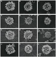 Image result for Scleroderma polyrhizon