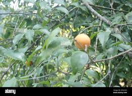 Image result for Strychnos usambarensis