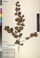 Image result for Fadogia ancylantha