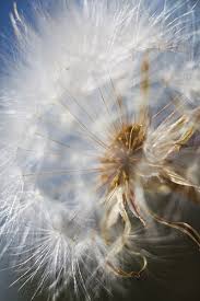 Wind Disperal Of Seeds Dandelion Wish Dandelion Dandelion Flower