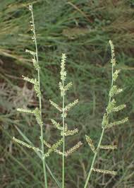 Image result for Echinochloa frumentacea