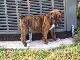 Brindle Boxer Puppy Brindle Boxer Puppies Boxer Puppies Brindle Boxer