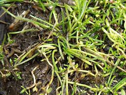 Image result for Subularia