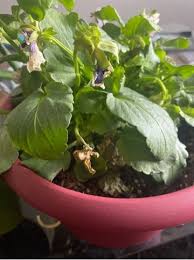 Image result for Gladiolus permeabilis