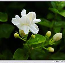 Robot Check White Jasmine Flower Jasmine Flower Jasmine Flower Tattoos