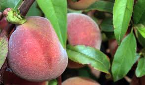 We're starting our work to get those amazing florida peach trees ready for next spring's crops. Florida Prince Peach Tree Care Tastylandscapetastylandscape
