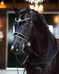 Maybe you would like to learn more about one of these? International Grand Prix Horse Excellent Black In 2020 Excellent Dressage Sales