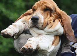 Basset Hound Puppies European Basset Hounds Akc Dogs Hound Puppies Basset Hound Puppy Basset Puppies