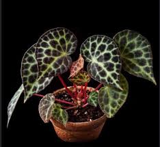 Image result for Begonia poculifera