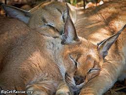 Join Big Cat Rescue To Support Fl Panthers In Ft Lauderdale Big Cat Rescue Big Cat Rescue Big Cats Cats
