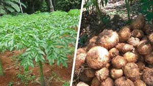 Porang tanaman, porang digunakan untuk, porang tanaman paidi, porang perhutani, porang hasil panen tanaman porang jual ke mana. B6u3idfdhzzl4m