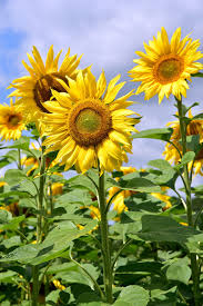 Check spelling or type a new query. Hd Wallpaper Sunflower Upright Sunflower Field Yellow Nature Bright Wallpaper Flare