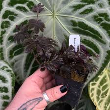 Image result for Solanum linneanum