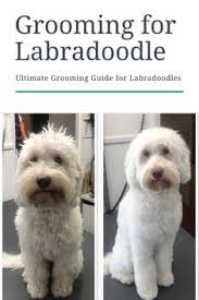 Should your labradoodle coat be how to groom a labradoodle. 43 Best Australian Labradoodle Grooming Ideas In 2021 Labradoodle Grooming Australian Labradoodle Labradoodle