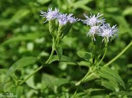 Image result for Galpinia transvaalica