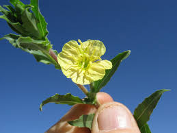Image result for Oenothera indecora