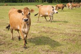 8,126 likes · 95 talking about this. Jersey Cow Stock Photos And Images 123rf