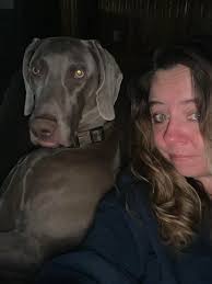 Weimaraner crashes family game night