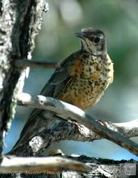 We did not find results for: American Robin Jay S Bird Barn