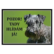 Image result for ČESKÝ TERIÉR