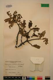 Image result for Haplocoelum