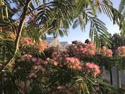 Image result for Albizia grandibracteata