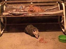 They're about the size of the average house cat, but they still don't want to eat cats as a quick source of food. Why Do Possums Eat Kittens How Do They Hunt Them Quora