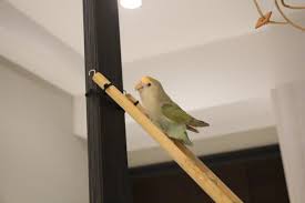 我家啾啾 愛情鳥小鸚 橙額白臉綠小鸚 小桜インコ Lovebird In 2020 Cute Birds Love Birds Bird
